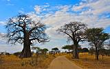 TANZANIA - Tarangire National Park - 07